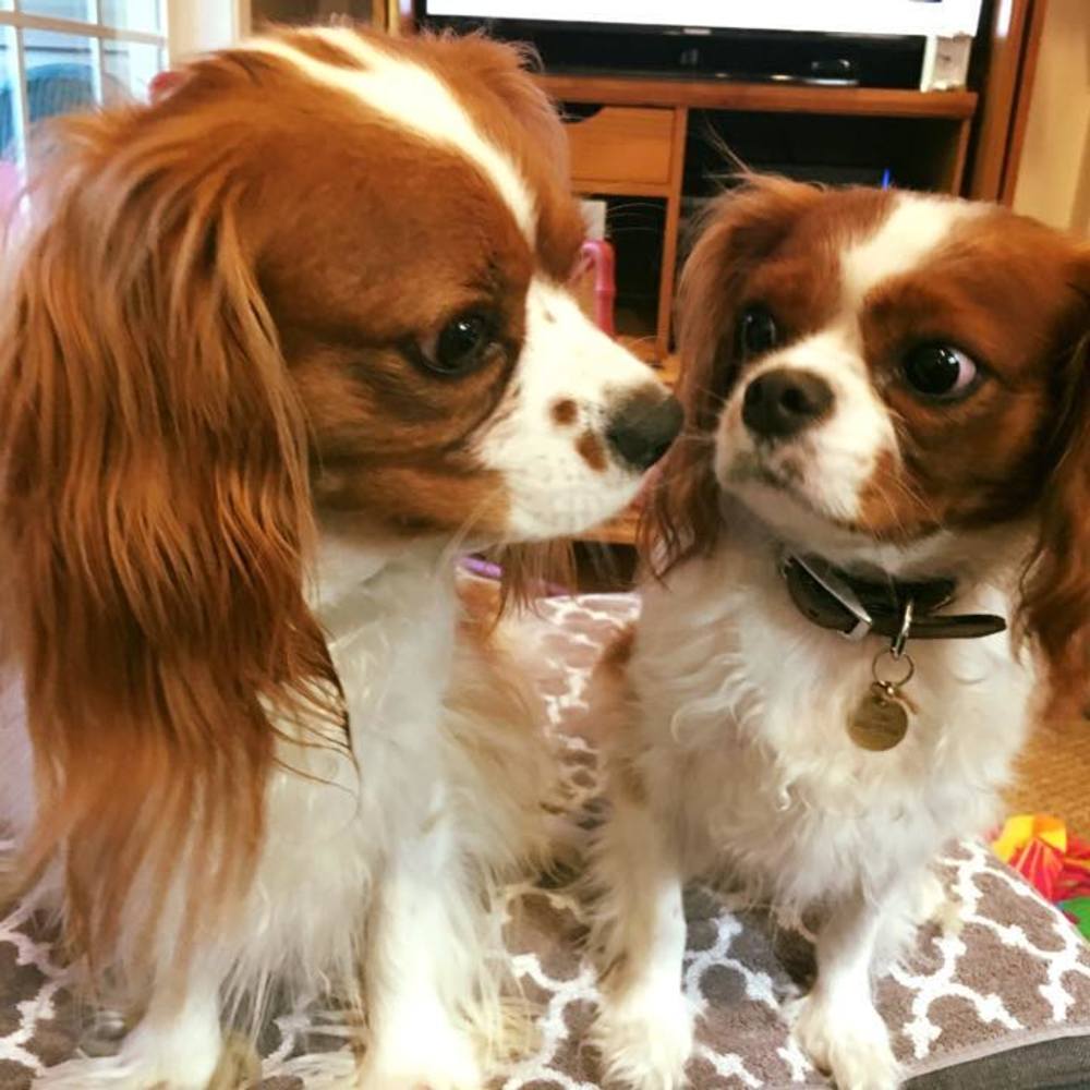 Meet your Posher, Judy